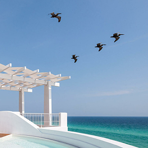 pelicans in flight gulf coast lux
